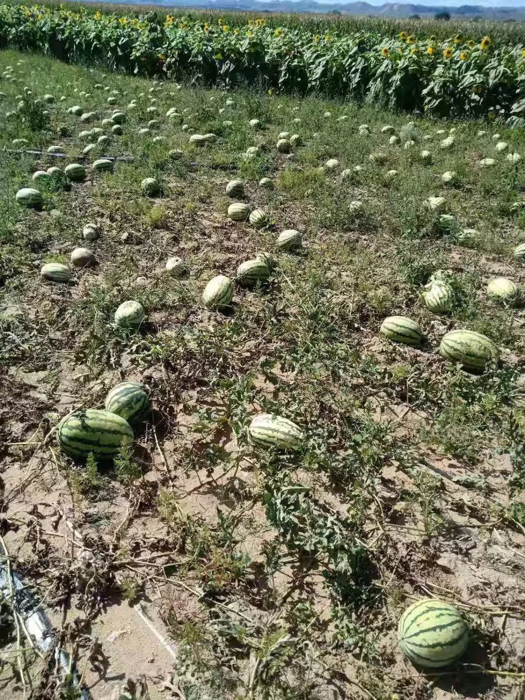 不要买死藤瓜啦！西瓜要种45天才好吃！路桥老农教你挑又脆又甜的本地好西瓜！